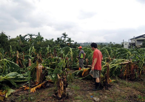 台风苏迪罗横扫全台 农业损失破6亿元(图)