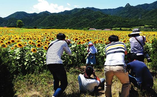 凤县秦岭花谷千亩向日葵盛开