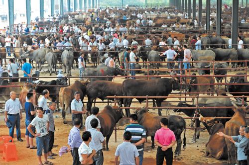 中部地区最大牛市落户长沙大河西