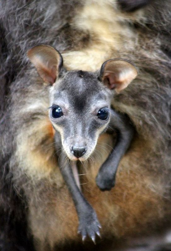 澳洲动物园喜迎濒危物种帚尾岩袋鼠宝宝--陕西频道--人民网