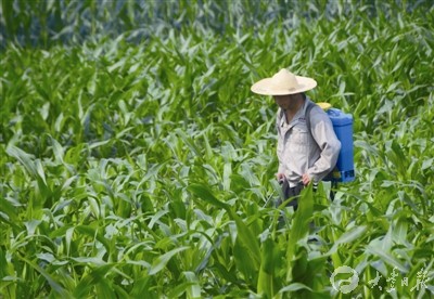 大丰种植秋熟作物约130万亩 农民加强田间管理