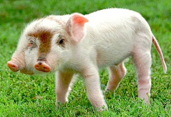 广西南宁动物园现双头蛇 两头互相厮咬打架(图