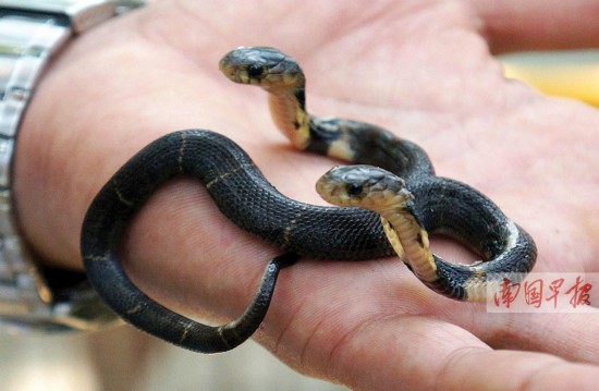 广西南宁动物园现双头蛇 两头互相?咬打架(图