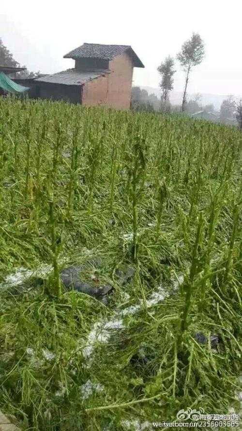 云南昭通市两乡镇突降特大冰雹 造成农作物大