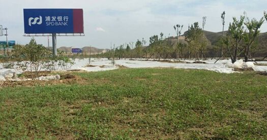 新区各绿化工程项目全面养护稳步进行