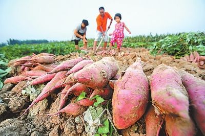 农民正在田间收获早茬红薯