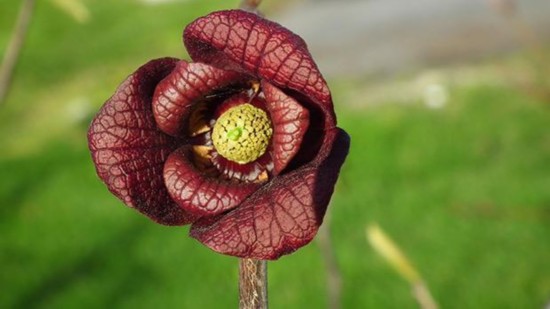安徽古蓮子開花沉睡六百年 全球古怪植物:921年古樹紫薇開花