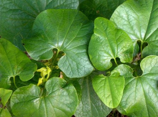 安徽古蓮子開花沉睡六百年 全球古怪植物:921年古樹紫薇開花
