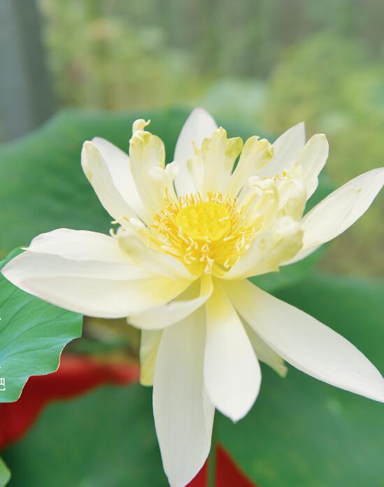 安徽古蓮子開花沉睡六百年 全球古怪植物:921年古樹紫薇開花