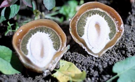 安徽古蓮子開花沉睡六百年 全球古怪植物:921年古樹紫薇開花