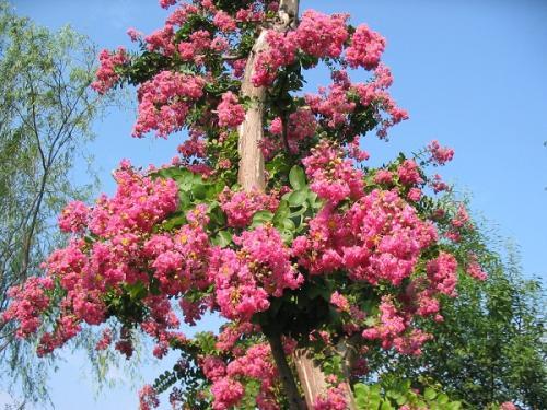安徽古蓮子開花沉睡六百年 全球古怪植物:921年古樹紫薇開花