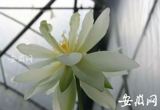 安徽古蓮子開花沉睡六百年 全球古怪植物:921年古樹紫薇開花