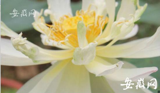 安徽古蓮子開花沉睡六百年 全球古怪植物:921年古樹紫薇開花