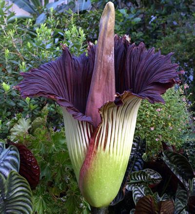 安徽古蓮子開花沉睡六百年 全球古怪植物:921年古樹紫薇開花