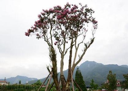 安徽古蓮子開花沉睡六百年 全球古怪植物:921年古樹紫薇開花