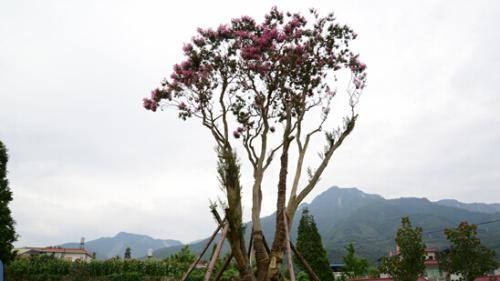 安徽古蓮子開花沉睡六百年 全球古怪植物:921年古樹紫薇開花