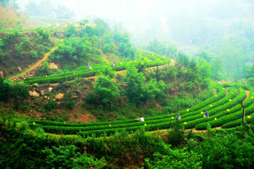 日照圣谷山茶荣获2015百年世博中国名茶金骆