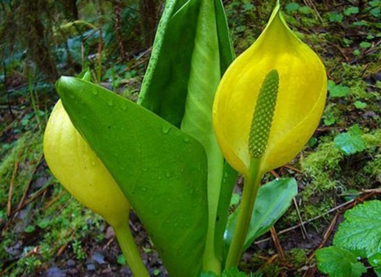 安徽古蓮子開花沉睡六百年 全球古怪植物:921年古樹紫薇開花