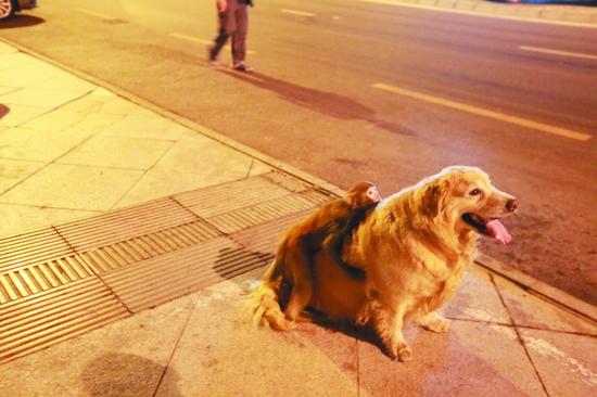 猴子街上遛弯动物世界奇闻异事大盘点(图)