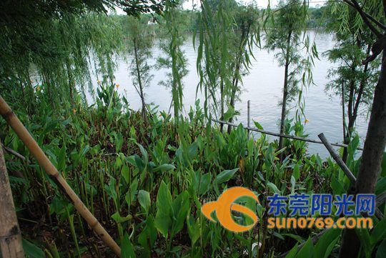 麻涌:警方破获一起偷摘华阳湖美人蕉案件