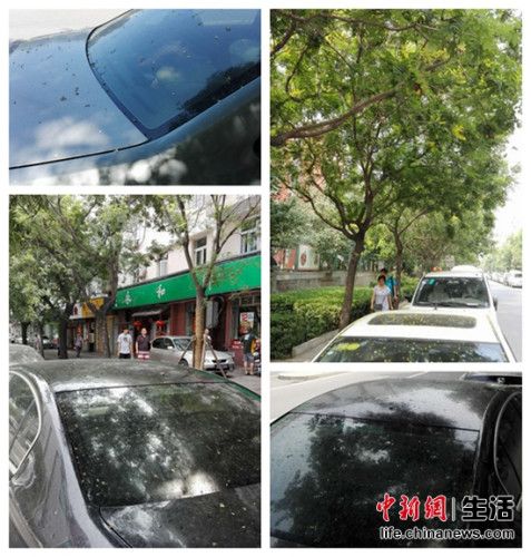 北京行道树下“黏”雨停车遭殃蚜虫分泌物一天一洗怎么办?