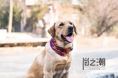 《神犬小七》小米是第几集死的?小米安乐死小七苦苦哀求戳中泪点