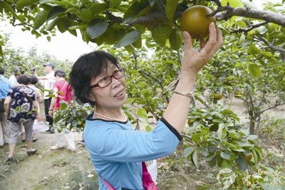 大丰恒北村梨子进入成熟期 吸引外地游客采摘