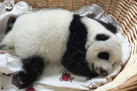 2015级新生熊猫团子亮相 萌出新高度--四川频道--人民网