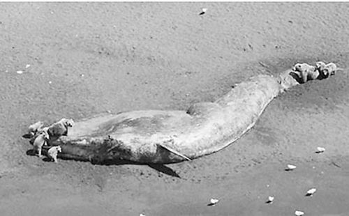 美启动阿拉斯加湾大型鲸鱼死亡事件调查