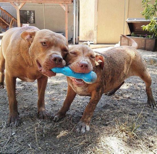 美女子领养遭弃斗牛犬晒快乐生活照(高清组图