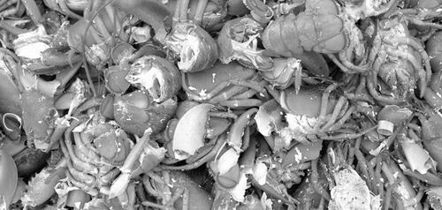 科学家认为虾壳蟹壳作为一种可再生资源价值巨