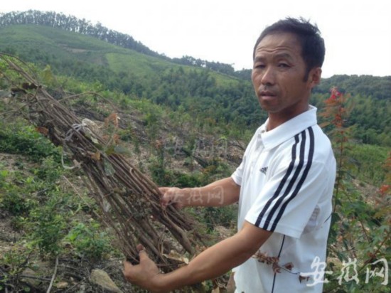 滁州岱山林场植树活埋数千株树苗 工人称树苗