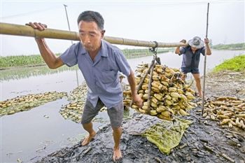 泰州兴化上百亩藕塘迎丰收 挖藕人辛勤劳作