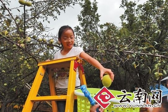 昆明市昙华寺公园首次推出市民采摘酸木瓜活动