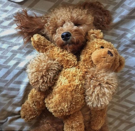 国际网红小狗 10415383853372117748.jpg