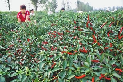 宝丰县:订单辣椒引客来