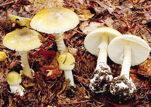 南宁市食药监局发风险警示 路边野生蘑菇不要