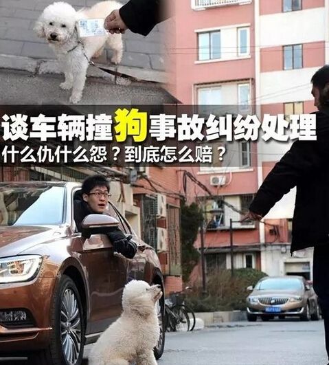 撞狗逃离也算逃逸 司机扣12分被罚2000元