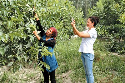 新疆拜城县大学生村官利用网络平台助农民增收