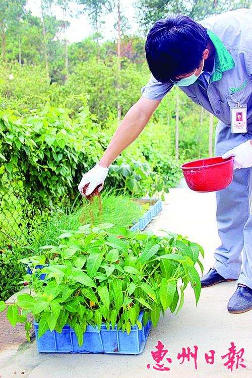 州开拓病死牲畜处理新方式 病死猪变有机肥一