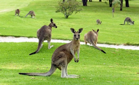 骑车遇袋鼠围观吓得一直道歉 网友:动物版僵