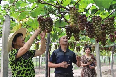 海门工业园区金锁村有机葡萄卖出高价钱