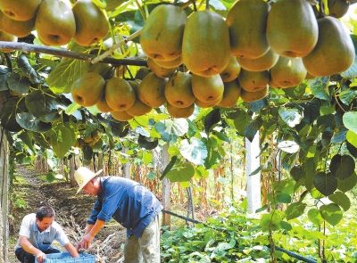 秋收田园风光美