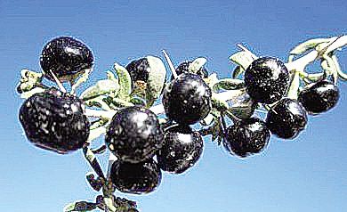 黑枸杞到底金贵在哪儿