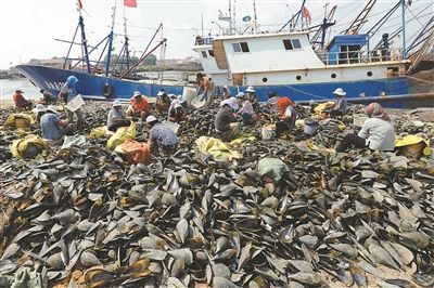 连云港绿贝获丰收 赣榆区近300艘渔船采贝