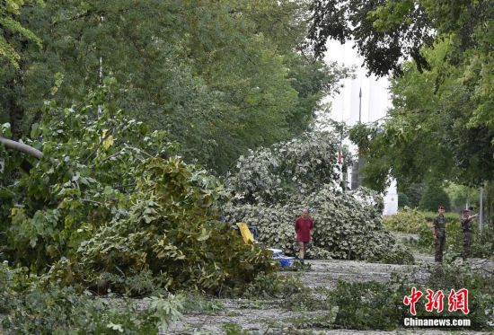 法国遭强风暴袭击 大树被连根拔起