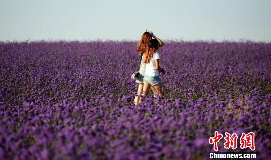 甘肃金昌香草美食文化旅游节:戈壁花城玩转浪