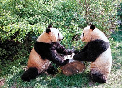 甘肃白水江国家级自然保护区,一对大熊猫正在玩耍.资料图片