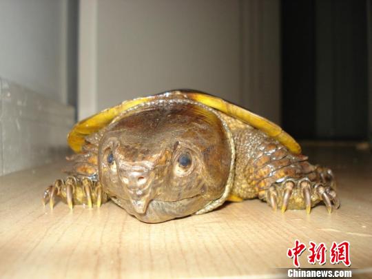 西雙版納邊防查獲國家一級野生保護動物鷹嘴龜210隻
