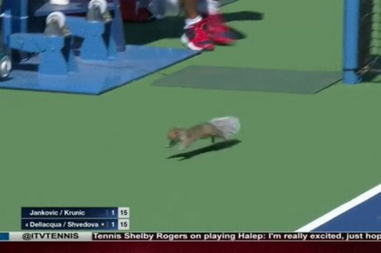 调皮松鼠擅闯美网公开赛现场致比赛暂停